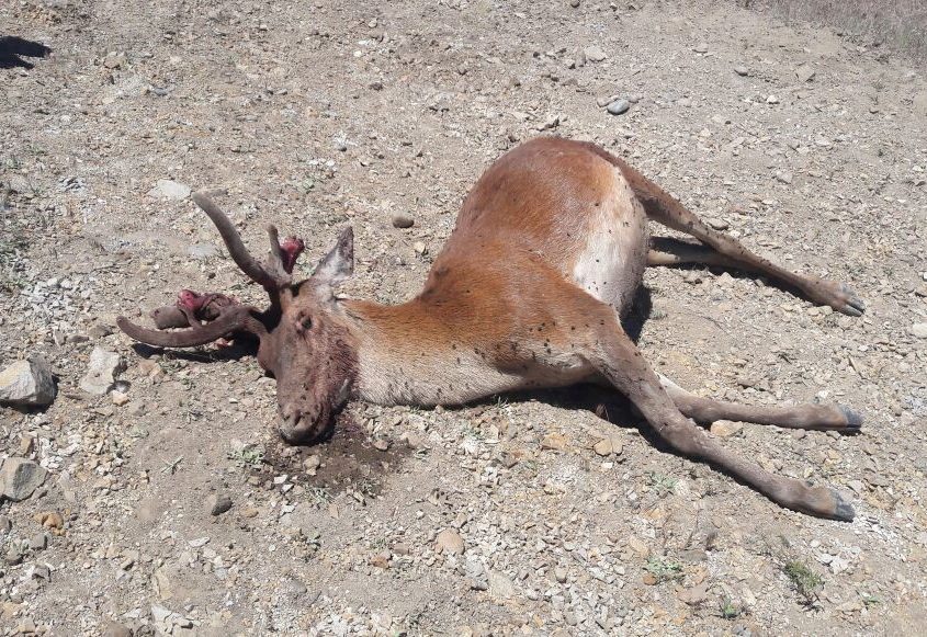 Cazadores furtivos matan ciervo en Junín este fin de semana.                   